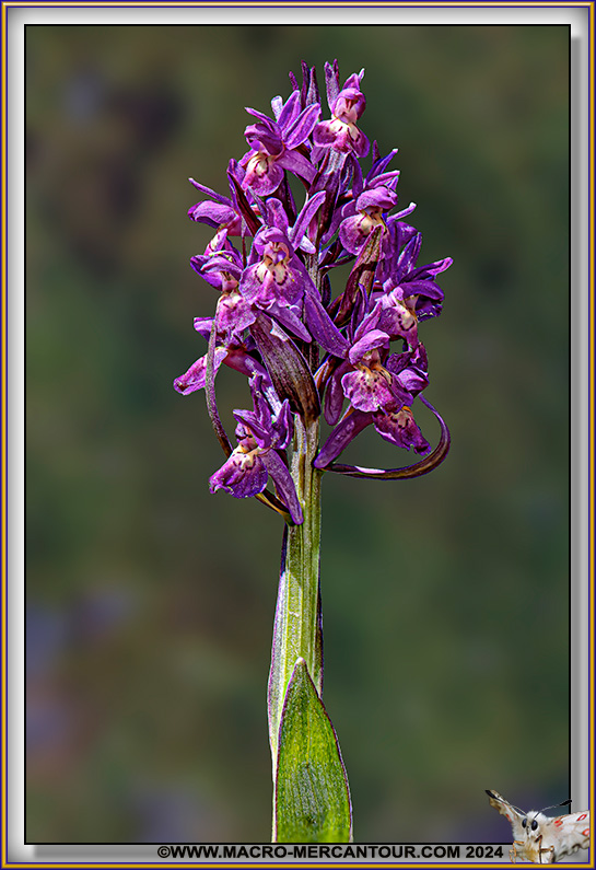 Orchis Sureau